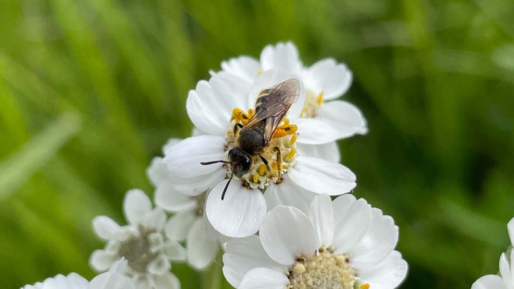 Bildet kan inneholde: bier